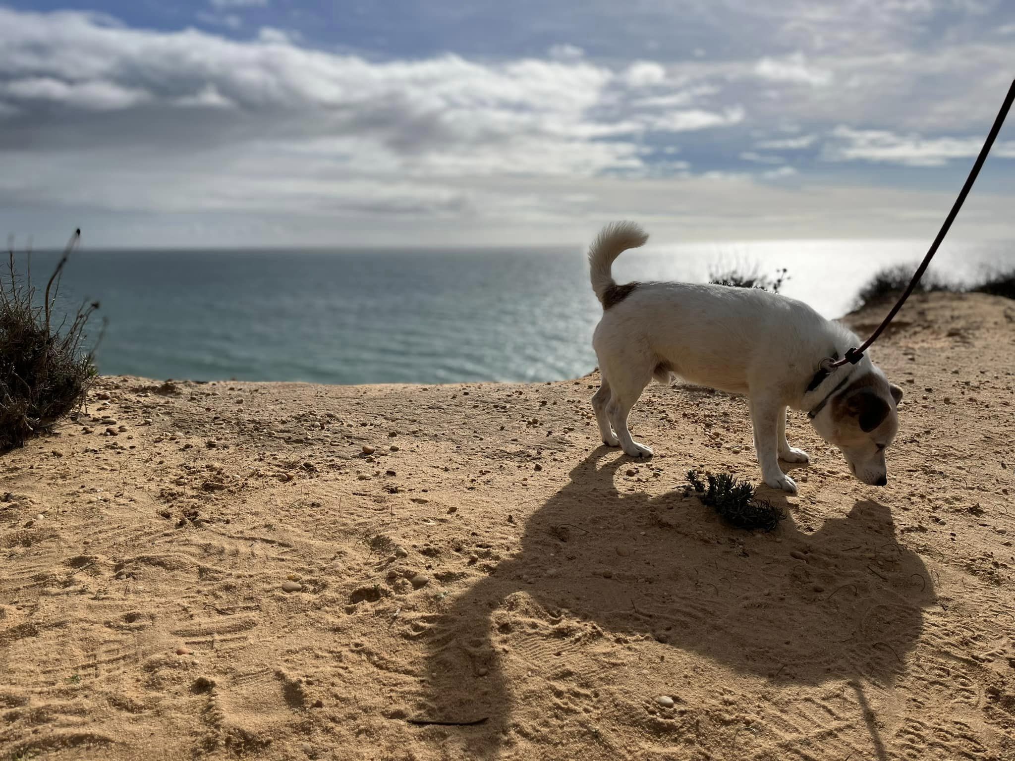 Gordon investigating Spain